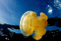   Jellyfish basking sun. lake Palau. sun Palau  